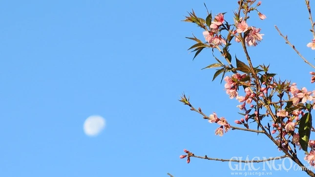 Ngắm mai anh đào tuyệt đẹp giữa Đà Lạt ngàn hoa ảnh 8 dalat08.jpg