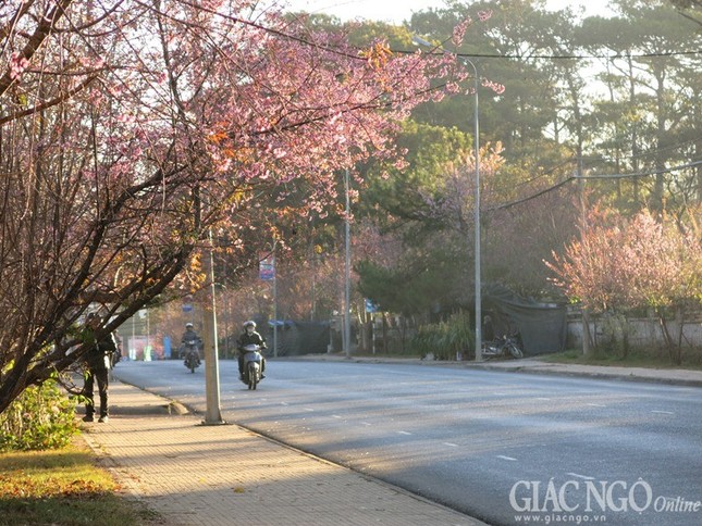 Ngắm mai anh đào tuyệt đẹp giữa Đà Lạt ngàn hoa ảnh 9 dalat10.jpg