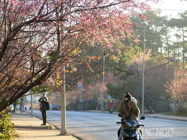 Ngắm mai anh đào tuyệt đẹp giữa Đà Lạt ngàn hoa ảnh 11 dalat11.jpg