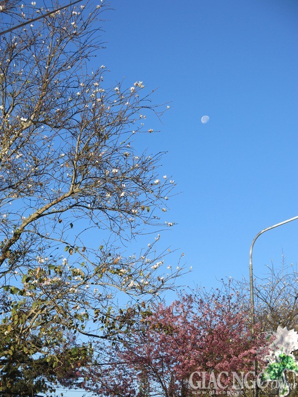 Ngắm mai anh đào tuyệt đẹp giữa Đà Lạt ngàn hoa ảnh 10 dalat12.jpg