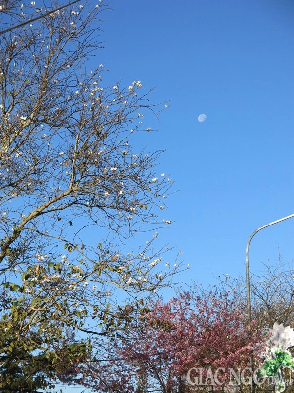 Ngắm mai anh đào tuyệt đẹp giữa Đà Lạt ngàn hoa ảnh 10 dalat12.jpg