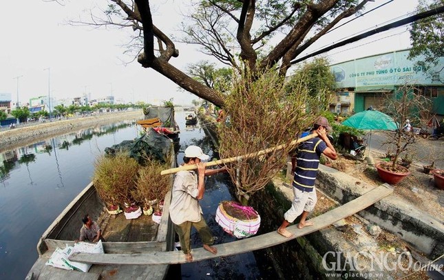 Sài Gòn nhộn nhịp chợ hoa Tết “trên bến dưới thuyền” ảnh 1 tet 2015 (13).jpg