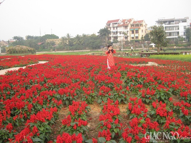 Các làng hoa Hà Nội vào xuân ảnh 7 Image00016.jpg