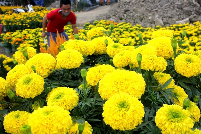 Độc đáo chợ hoa
vạn thọ Võ Cạnh ảnh 1 mot goc cho hoa van tho.jpg