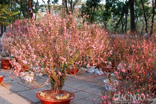 Hoa dao khoe sac giua Sai Gon_1.JPG