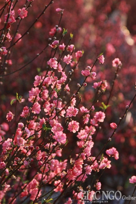 Hoa dao khoe sac giua Sai Gon_2.JPG