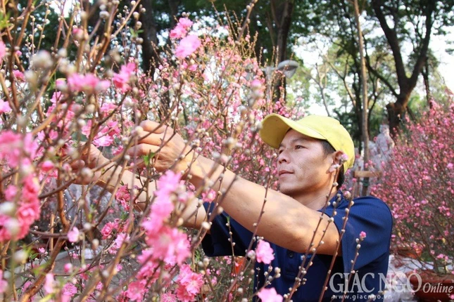 Nguoi ban dao cham soc hoa dao_1.JPG