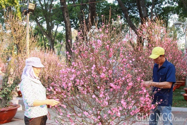 Nguoi ban dao cham soc hoa dao_2.JPG