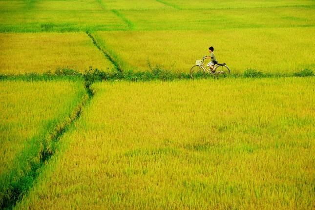 Mùi hương nếp ảnh 1 huong nep.jpg