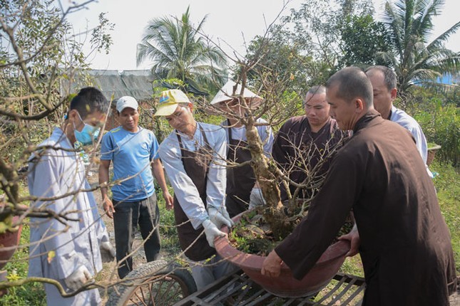 Chư Tăng, Phật tử chùa Hoằng Pháp rộn ràng đón Tết ảnh 15 c hp 16.jpg