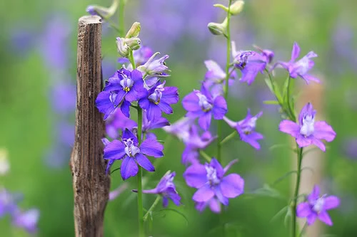 cuoi nam nhu minh.jpg