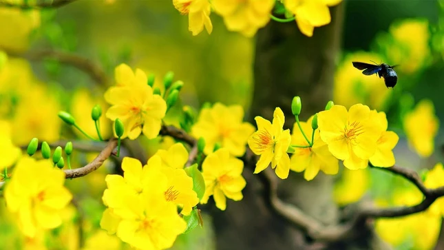 hoa mai chung Tet.jpg