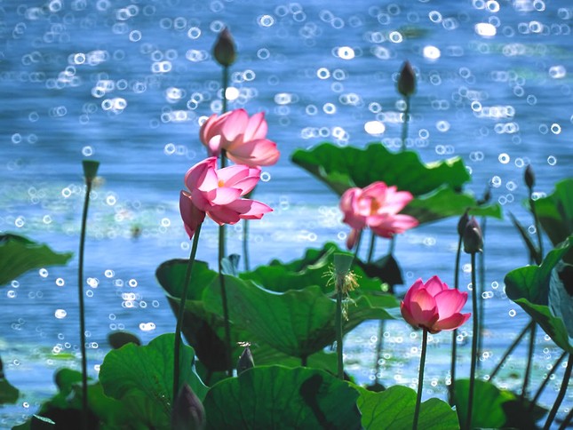 Thơ Trần Quê Hương: Bốn ngàn năm - Bốn mươi năm... ảnh 1 1324527205_ki4.jpg