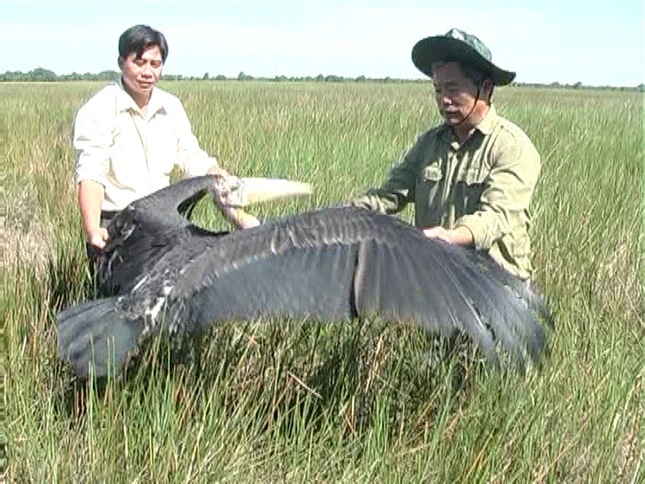 Tha chim Gia Day ve Vuon QGTC.jpg