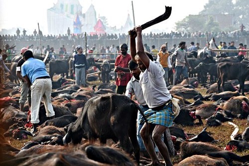 Nepal bỏ nghi lễ thảm sát gia súc để tế thần ảnh 2 tno 2.jpg
