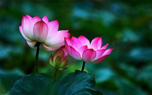 Mùa sen mùa người ảnh 1 sen.jpg