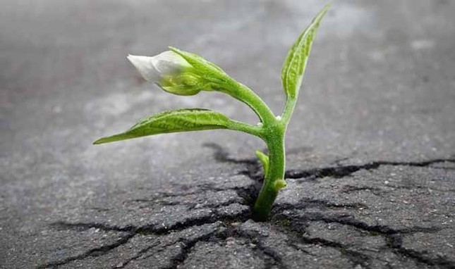 Diễn đàn Phật học Vườn Tâm tổ chức thi viết văn xuôi ảnh 1 anh vqnc.jpg