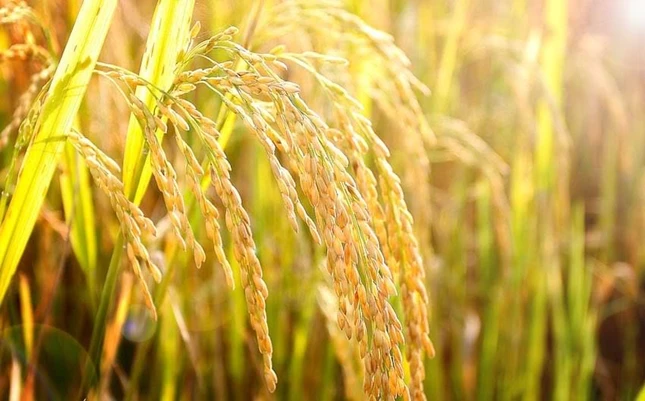 Nhọc nhằn hạt thóc mùa lũ ảnh 1 lua.jpg