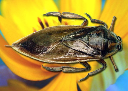 CaCuong.jpg