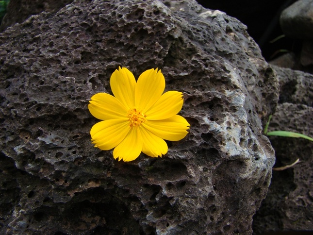 Tỉnh thức & hiểu biết ảnh 1 anh minh hoa.jpg