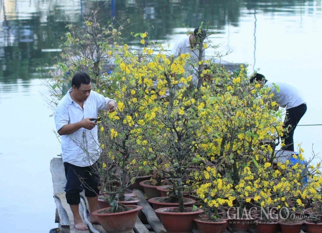 Chùm ảnh: Chợ hoa “Trên bến dưới thuyền” ảnh 1 IMG_4621.jpg
