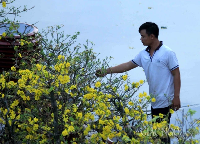 Chùm ảnh: Chợ hoa “Trên bến dưới thuyền” ảnh 2 IMG_4631.jpg