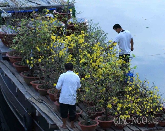 Chùm ảnh: Chợ hoa “Trên bến dưới thuyền” ảnh 3 IMG_4632.jpg