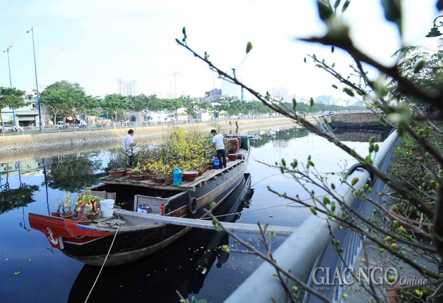 Chùm ảnh: Chợ hoa “Trên bến dưới thuyền” ảnh 4 IMG_4649.jpg