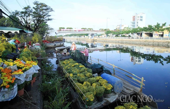 Chùm ảnh: Chợ hoa “Trên bến dưới thuyền” ảnh 6 IMG_4664.jpg