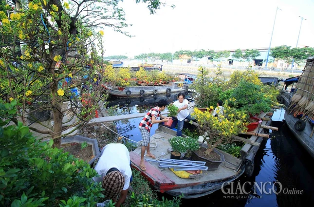 Chùm ảnh: Chợ hoa “Trên bến dưới thuyền” ảnh 11 IMG_4702.jpg