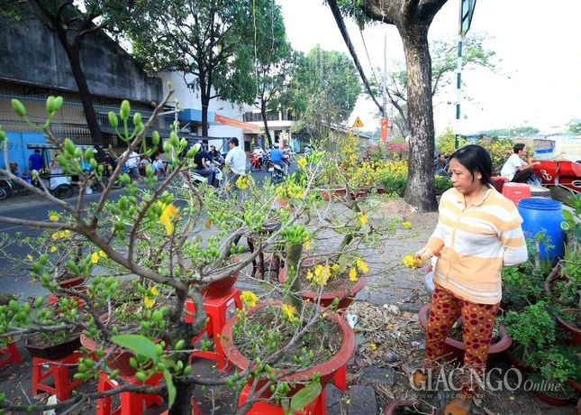 Chùm ảnh: Chợ hoa “Trên bến dưới thuyền” ảnh 12 IMG_4704.jpg