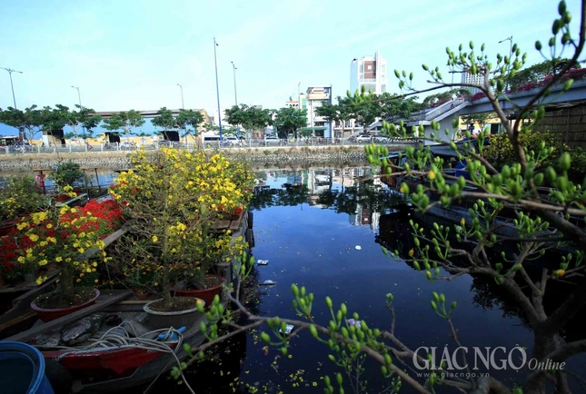 Chùm ảnh: Chợ hoa “Trên bến dưới thuyền” ảnh 13 IMG_4705.jpg