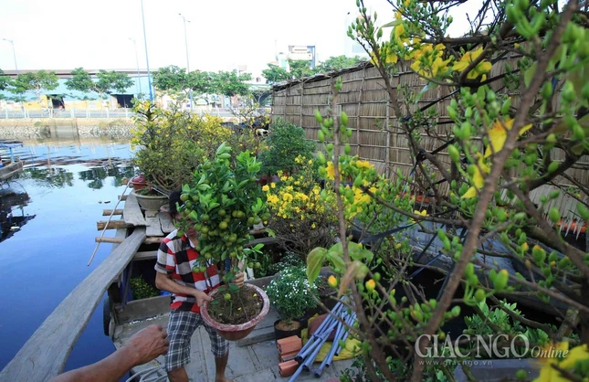 Chùm ảnh: Chợ hoa “Trên bến dưới thuyền” ảnh 16 IMG_4714.jpg