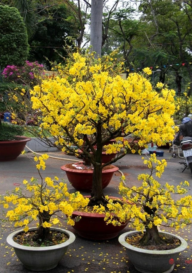 Cận cảnh những gốc mai cổ tuyệt đẹp tại chợ hoa TP.HCM ảnh 21