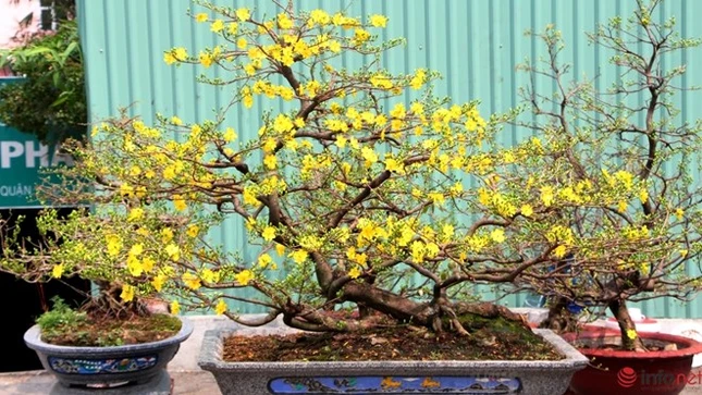 Cận cảnh những gốc mai cổ tuyệt đẹp tại chợ hoa TP.HCM ảnh 4