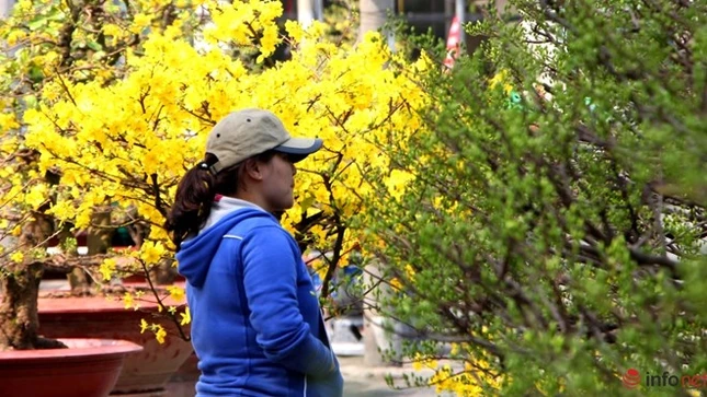 Cận cảnh những gốc mai cổ tuyệt đẹp tại chợ hoa TP.HCM ảnh 17