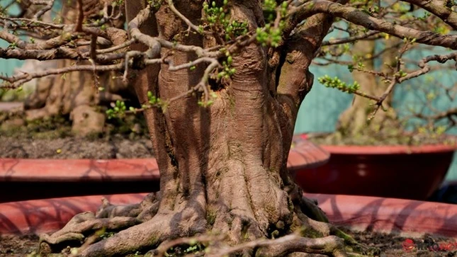 Cận cảnh những gốc mai cổ tuyệt đẹp tại chợ hoa TP.HCM ảnh 6