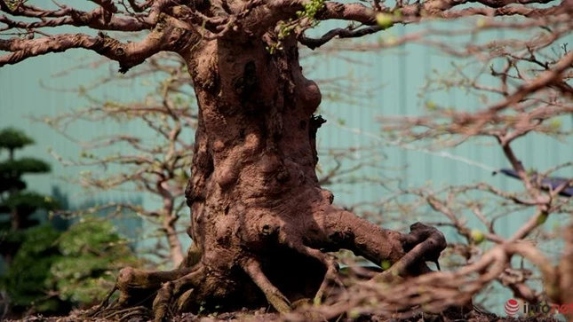 Cận cảnh những gốc mai cổ tuyệt đẹp tại chợ hoa TP.HCM ảnh 7