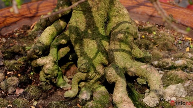 Cận cảnh những gốc mai cổ tuyệt đẹp tại chợ hoa TP.HCM ảnh 8