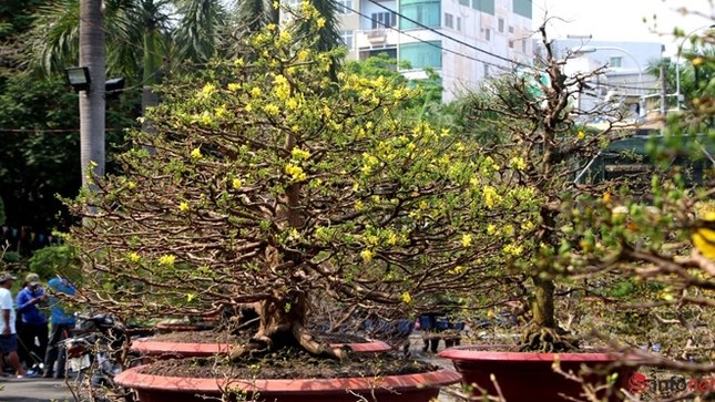 Cận cảnh những gốc mai cổ tuyệt đẹp tại chợ hoa TP.HCM ảnh 5