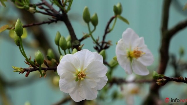 Cận cảnh những gốc mai cổ tuyệt đẹp tại chợ hoa TP.HCM ảnh 12