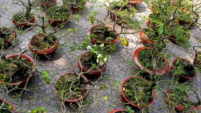 Cận cảnh những gốc mai cổ tuyệt đẹp tại chợ hoa TP.HCM ảnh 23