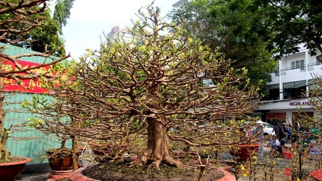 Cận cảnh những gốc mai cổ tuyệt đẹp tại chợ hoa TP.HCM ảnh 1