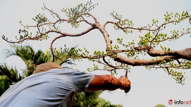 Cận cảnh những gốc mai cổ tuyệt đẹp tại chợ hoa TP.HCM ảnh 13