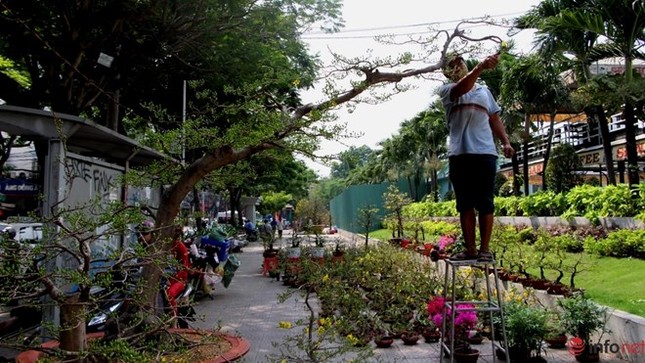 Cận cảnh những gốc mai cổ tuyệt đẹp tại chợ hoa TP.HCM ảnh 14