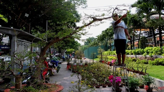 Cận cảnh những gốc mai cổ tuyệt đẹp tại chợ hoa TP.HCM ảnh 14