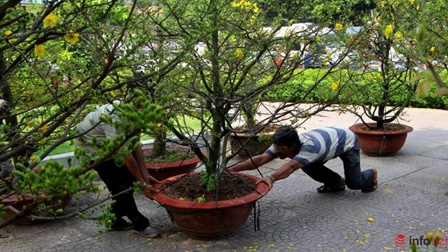 Cận cảnh những gốc mai cổ tuyệt đẹp tại chợ hoa TP.HCM ảnh 18