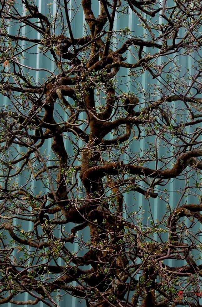 Cận cảnh những gốc mai cổ tuyệt đẹp tại chợ hoa TP.HCM ảnh 22