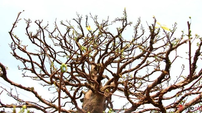 Cận cảnh những gốc mai cổ tuyệt đẹp tại chợ hoa TP.HCM ảnh 2