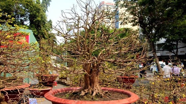 Cận cảnh những gốc mai cổ tuyệt đẹp tại chợ hoa TP.HCM ảnh 3